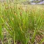 Eleocharis quinqueflora leaf picture by Julia Henning (cc-by-sa)