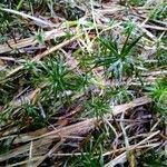 Plantago subulata habit picture by Maryse M (cc-by-sa)