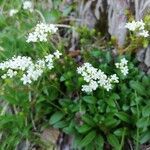 Valeriana saxatilis flower picture by Sara Musmeci (cc-by-sa)