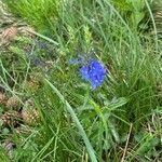 Veronica austriaca flower picture by Zuzčinová Kristína (cc-by-sa)