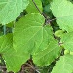 Aralia racemosa leaf picture by Joshua Jebin (cc-by-sa)