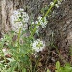 Lobularia maritima habit picture by soffie (cc-by-sa)