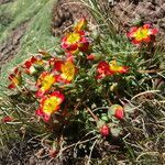 Calandrinia caespitosa habit picture by Fabien Anthelme (cc-by-sa)