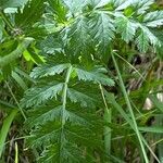 Tanacetum corymbosum leaf picture by Francois Mansour (cc-by-sa)