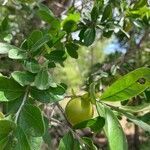 Diospyros texana fruit picture by Meredith Norwood (cc-by-sa)