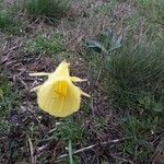 Narcissus gigas flower picture by Patrick Liouville (cc-by-sa)