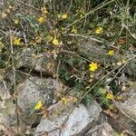 Jasminum nudiflorum habit picture by Anthony Raoux (cc-by-sa)