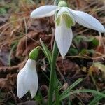 Galanthus plicatus flower picture by erhan ahmet (cc-by-sa)