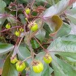 Jatropha gossypiifolia fruit picture by Moacir Morran (cc-by-sa)