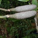 Monstera deliciosa habit picture by Nelson Zamora Villalobos (cc-by-nc)