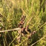 Juncus capitatus fruit picture by Diego Alex (cc-by-sa)