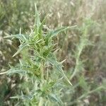 Scolymus hispanicus leaf picture by ALEJANDRO LOPEZ (cc-by-sa)