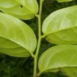 Schoepfia macrophylla leaf picture by Nelson Zamora Villalobos (cc-by-nc)