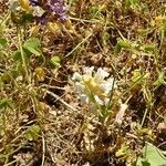 Orobanche crenata flower picture by guasch vicente (cc-by-sa)