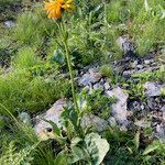 Senecio doronicum habit picture by Fabien Anthelme (cc-by-sa)