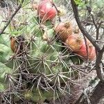 Gymnocalycium saglionis fruit picture by Trap Hers (cc-by-sa)