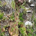 Sempervivum montanum habit picture by Giovanni Scarmoncin (cc-by-sa)