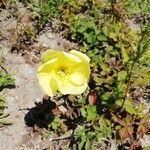 Oenothera glazioviana flower picture by Frank de Laat (cc-by-sa)