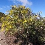 Sonchus canariensis habit picture by Udo Herkommer (cc-by-sa)