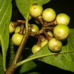 Solanum rovirosanum fruit picture by Nelson Zamora Villalobos (cc-by-nc)