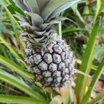 Ananas comosus fruit picture by Caldas da Costa Gabriel (cc-by-sa)