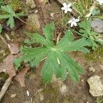 Delphinium tricorne leaf picture by Straka Kelli (cc-by-sa)