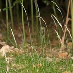 Avenella flexuosa habit picture by Martin Bishop (cc-by-sa)