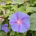 Ipomoea indica flower picture by Fran Cisco (cc-by-sa)