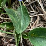 Viola pyrenaica leaf picture by Fabien Anthelme (cc-by-sa)