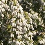 Erica lusitanica habit picture by Daniel Barthelemy (cc-by-nc)