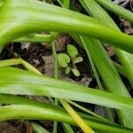 Ornithogalum arabicum leaf picture by ian connop (cc-by-sa)