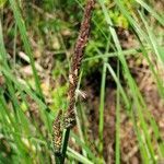 Carex elata flower picture by Dominique Vioux (cc-by-sa)