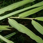 Chusquea patens leaf picture by Nelson Zamora Villalobos (cc-by-nc)