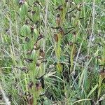 Ophrys apifera fruit picture by Rinusz (cc-by-sa)