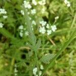 Torilis arvensis leaf picture by Florent Beck (cc-by-sa)