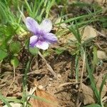 Viola riviniana flower picture by mimethique (cc-by-sa)