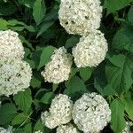 Hydrangea arborescens flower picture by Lee-Anne Goulden (cc-by-sa)