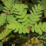 Mimosa skinneri leaf picture by Nelson Zamora Villalobos (cc-by-nc)