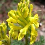 Corydalis sikkimensis flower picture by Colin Pendry (cc-by-sa)