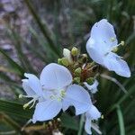 Libertia chilensis flower picture by Daniel Barthelemy (cc-by-nc)