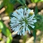 Gymnocoronis spilanthoides flower picture by Trap Hers (cc-by-sa)