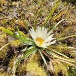 Werneria nubigena habit picture by Gabriel Ollivier (cc-by-sa)