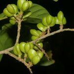 Cupania juglandifolia fruit picture by Nelson Zamora Villalobos (cc-by-nc)