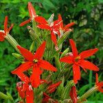 Silene regia flower picture by K O (cc-by-sa)