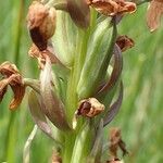 Dactylorhiza praetermissa fruit picture by Yoan MARTIN (cc-by-sa)