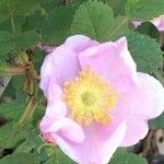 Rosa californica flower picture by Daniel Barthelemy (cc-by-nc)