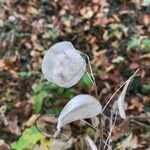 Lunaria annua fruit picture by ROMET Helena (cc-by-sa)