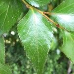 Nothofagus nitida leaf picture by Daniel Barthelemy (cc-by-nc)