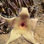 Stapelia gigantea flower picture by Jamie Bascom (cc-by-sa)