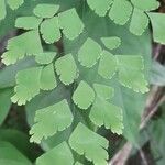 Adiantum tenerum leaf picture by Trap Hers (cc-by-sa)